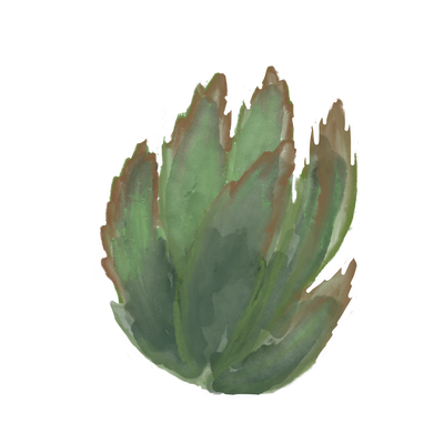 A small cactus plant