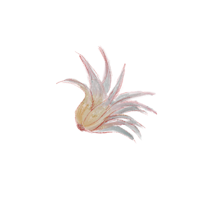 A small cactus plant