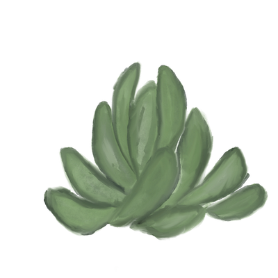 A small cactus plant