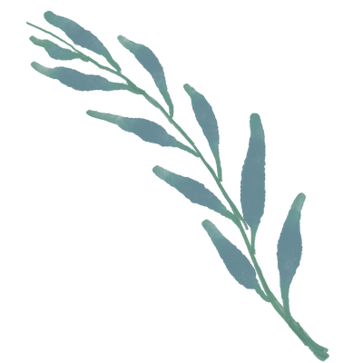 A small cactus plant
