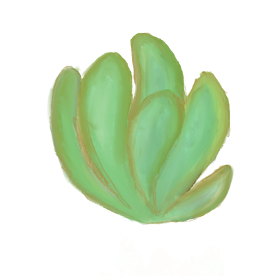 A small cactus plant