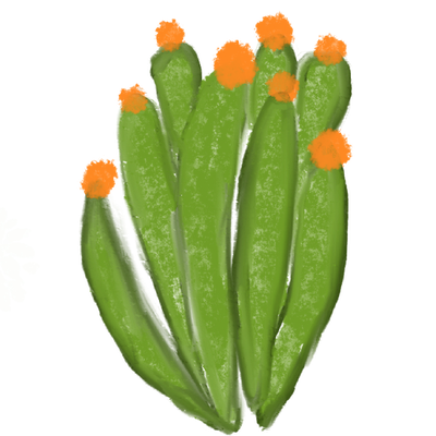 A small plant