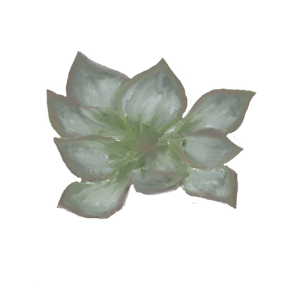 A small cactus plant